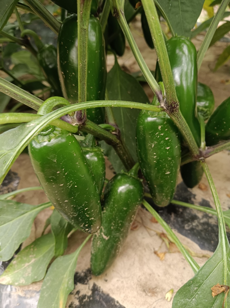 出售岗椒，秧好，交通方便