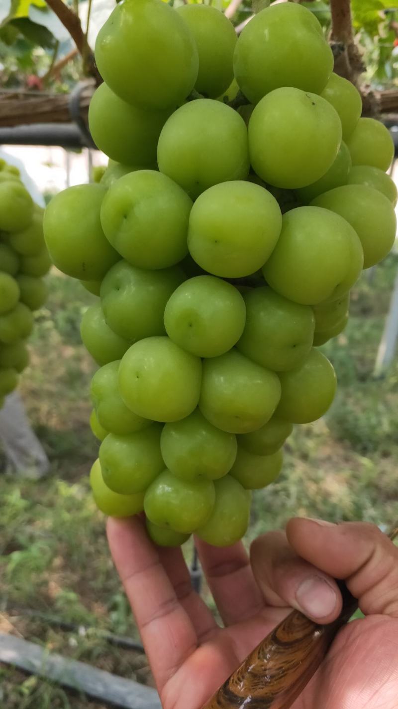 阳光玫瑰葡萄产地一手货源，甜度高，水分足，欢迎新老客户合作