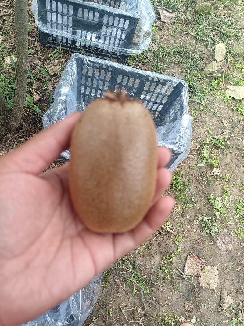 陕西精品金福猕猴桃产地直发量大从优品质保障