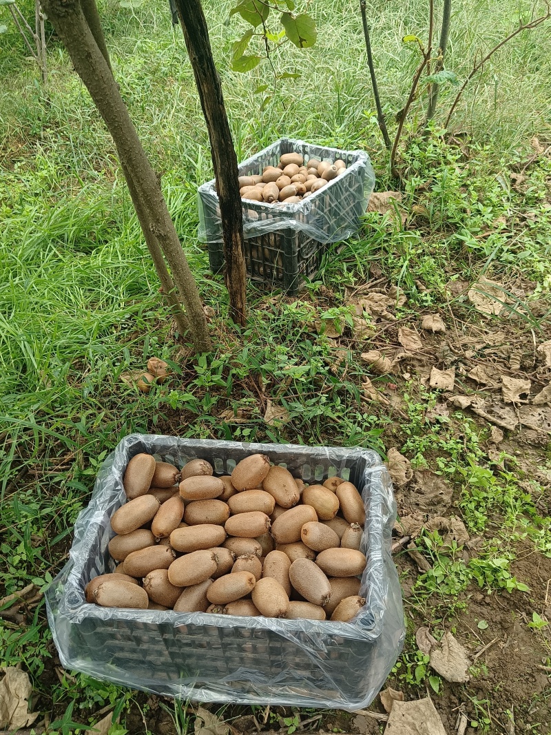 陕西精品金福猕猴桃产地直发量大从优品质保障