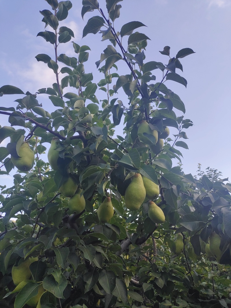 贵妃梨15天左右下树，需要的老板联系