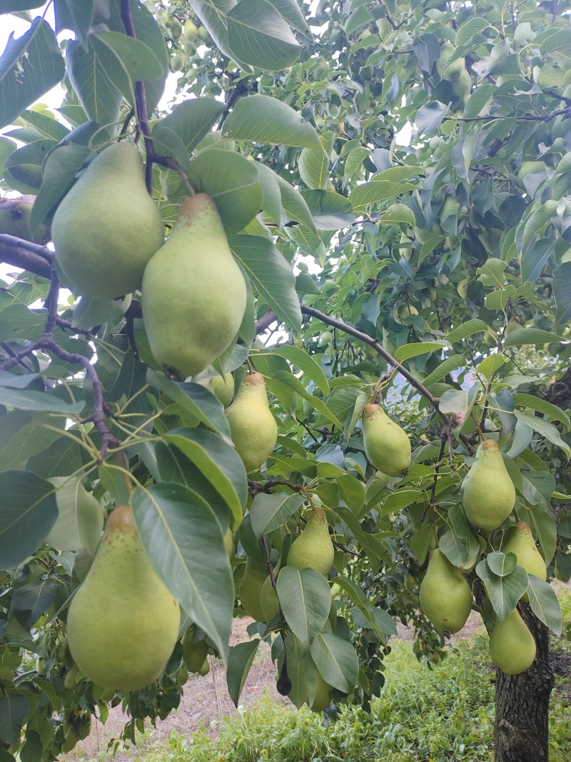 贵妃梨15天左右下树，需要的老板联系