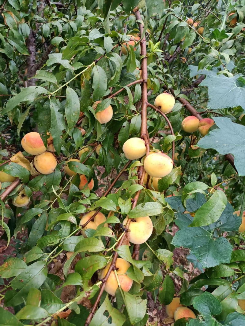 黄桃