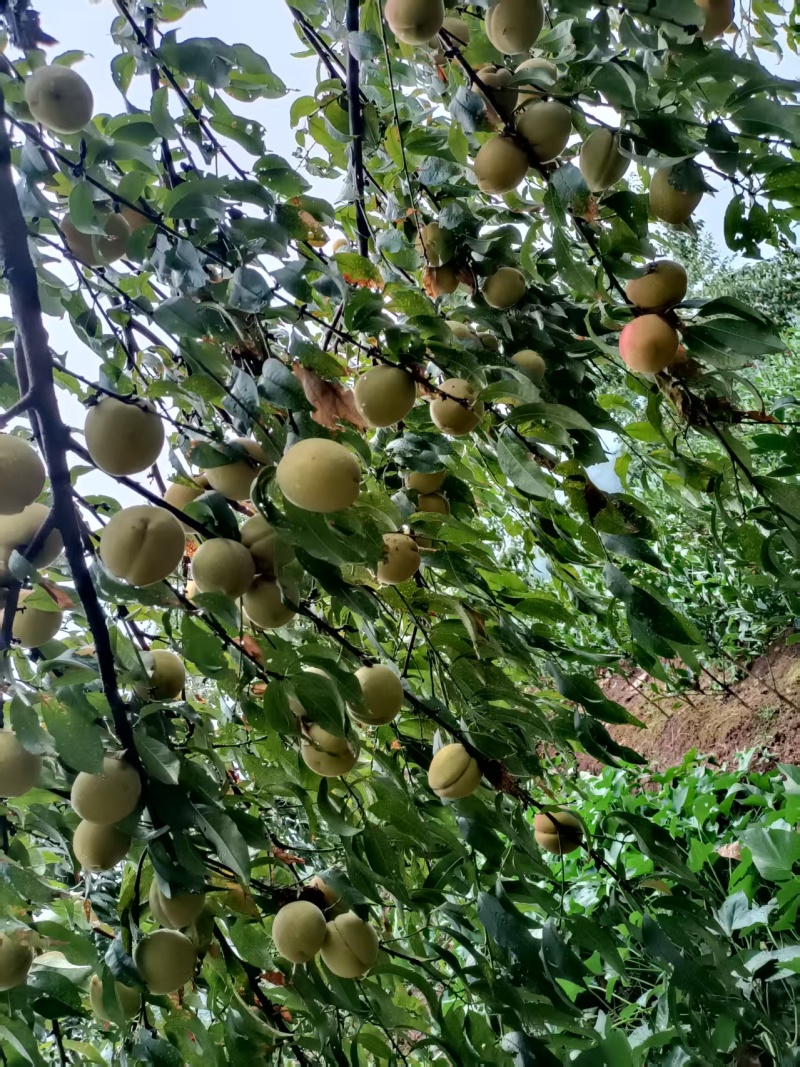 黄桃
