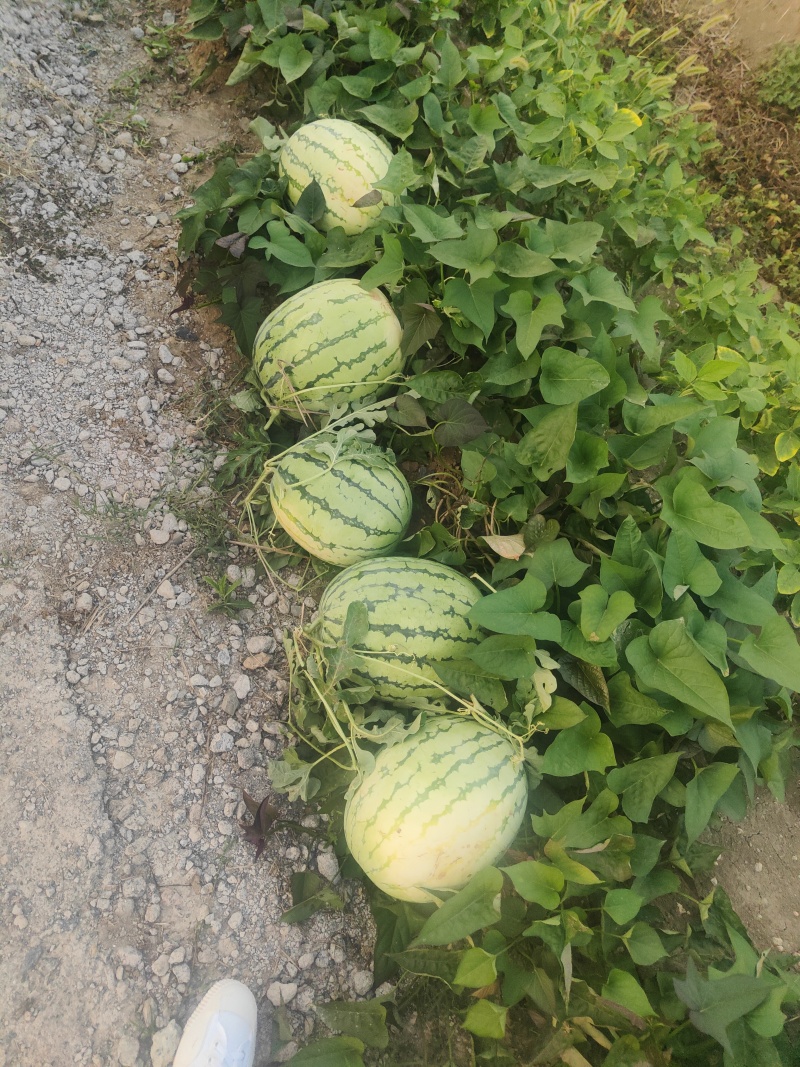 宿州市灵璧西瓜