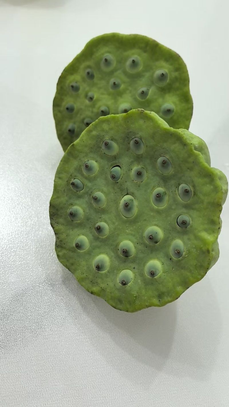 江夏太空莲