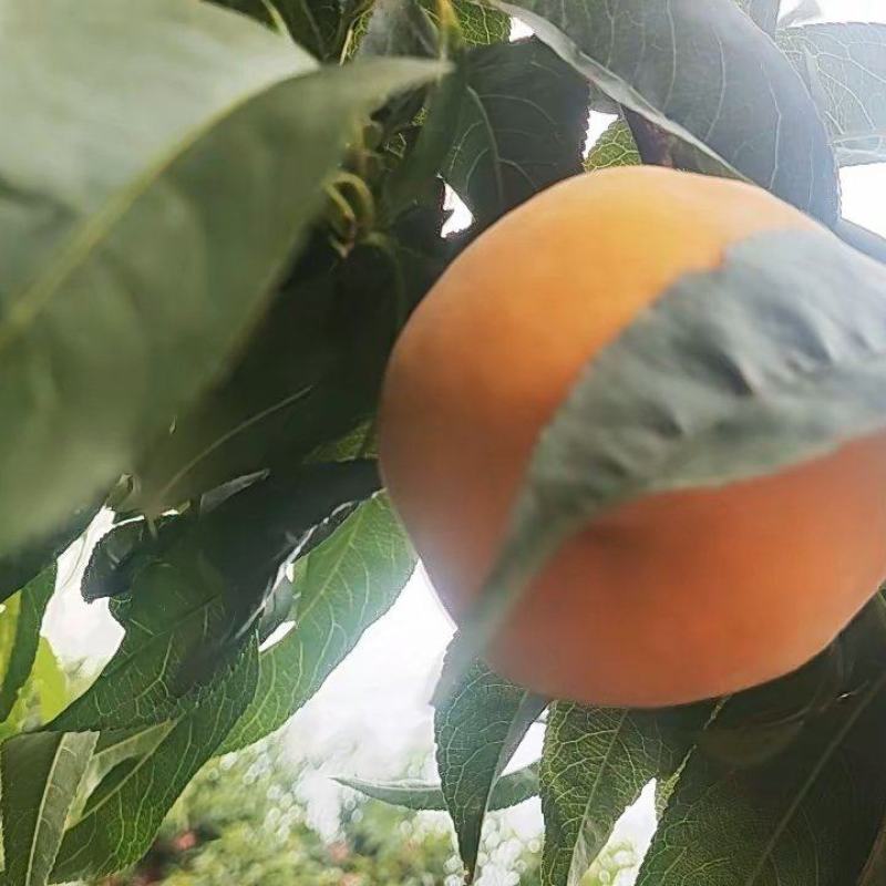 黄金蜜三号