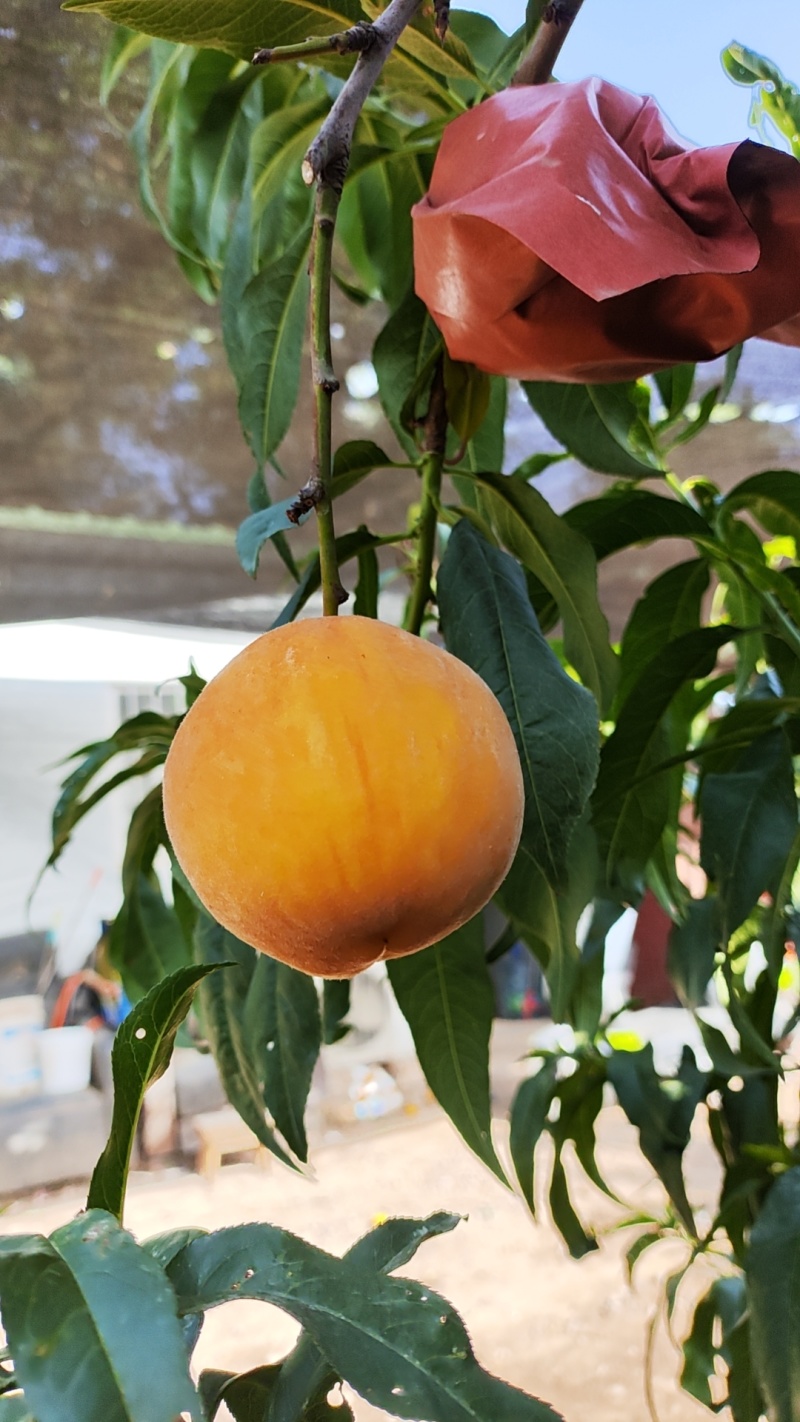 黄金蜜三号