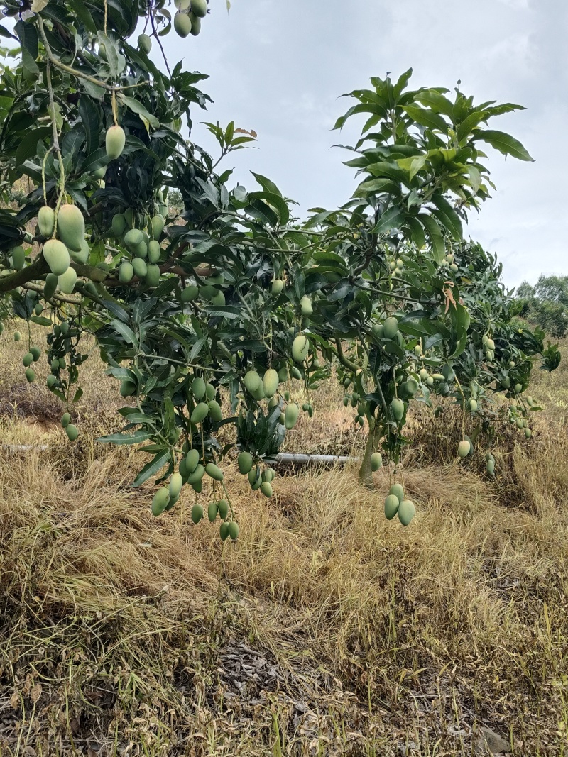 （电商一件代发）贵州小台芒金煌芒贵妃芒产地一手货源