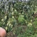 （电商一件代发）贵州小台芒金煌芒贵妃芒产地一手货源