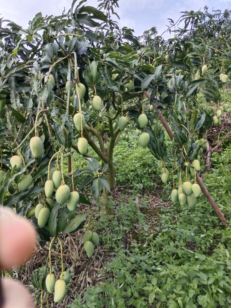 （电商一件代发）贵州小台芒金煌芒贵妃芒产地一手货源
