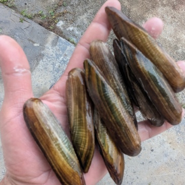 河鲜水产鲜活活贝类双淡水蛏子无泡水大蛏子新鲜散装下单前私
