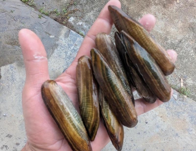河鲜水产鲜活活贝类双淡水蛏子无泡水大蛏子新鲜散装下单前私