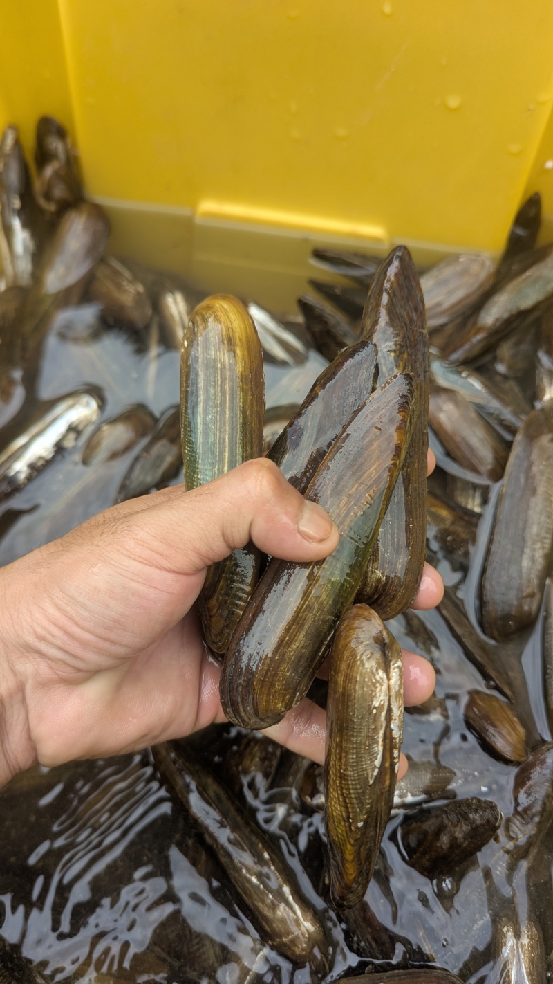 河鲜水产鲜活活贝类双淡水蛏子无泡水大蛏子新鲜散装下单前私
