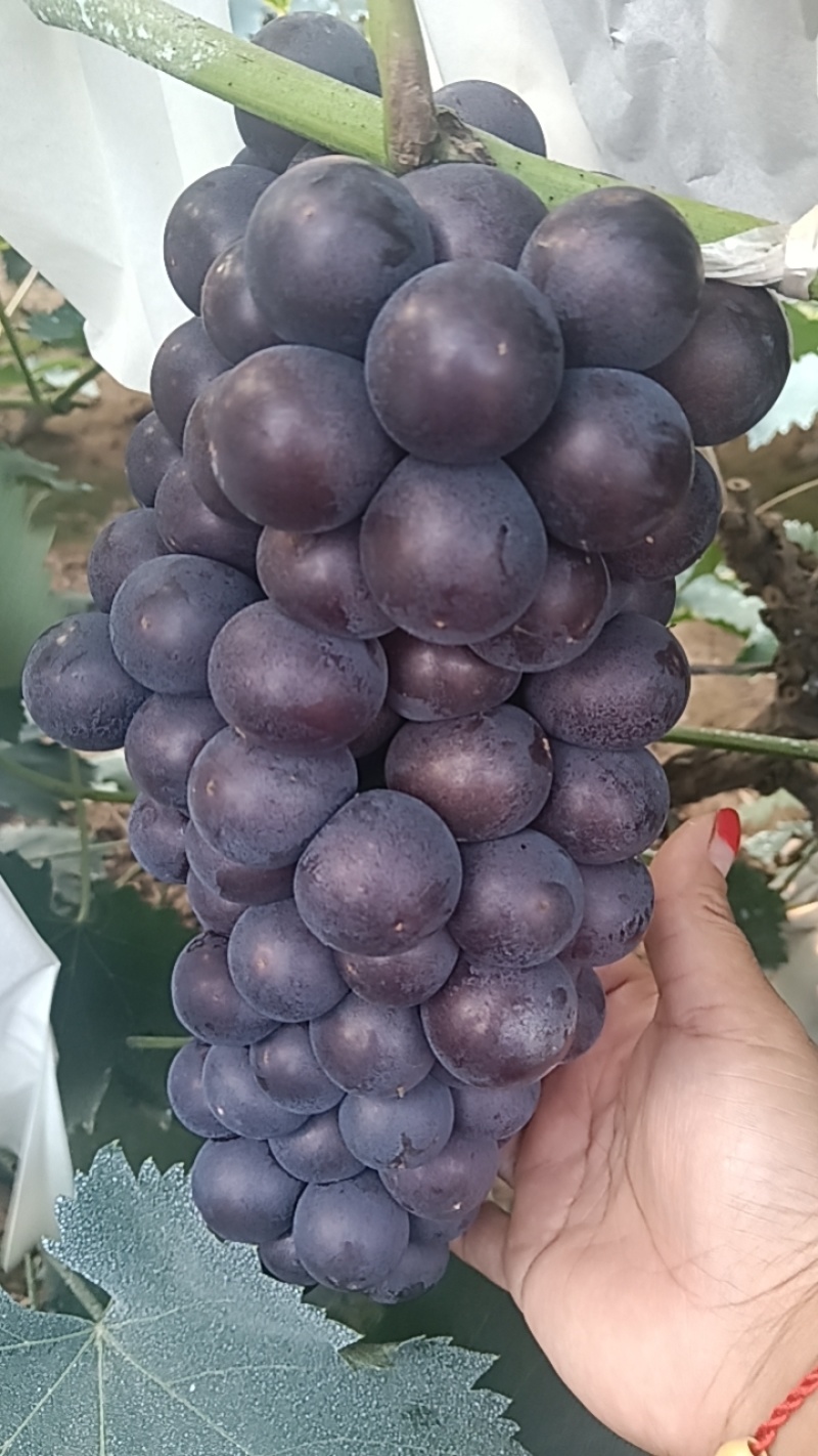 140葡萄品质保证现摘现发欢迎来电洽谈诚信经营
