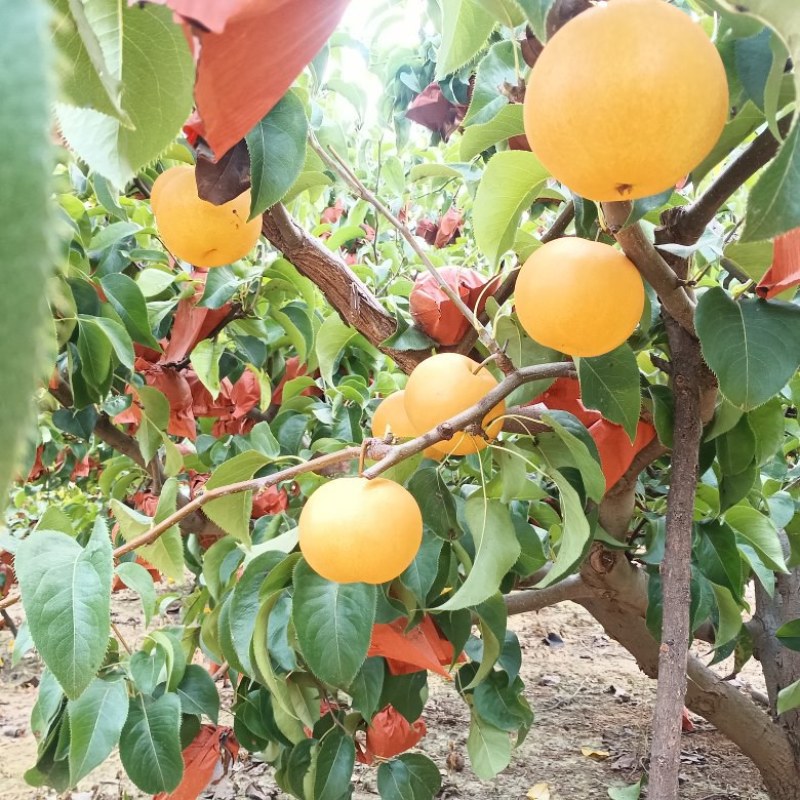 圆黄梨华山梨