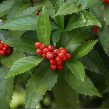 江西新余草珊瑚（山上野生的，干湿都有）