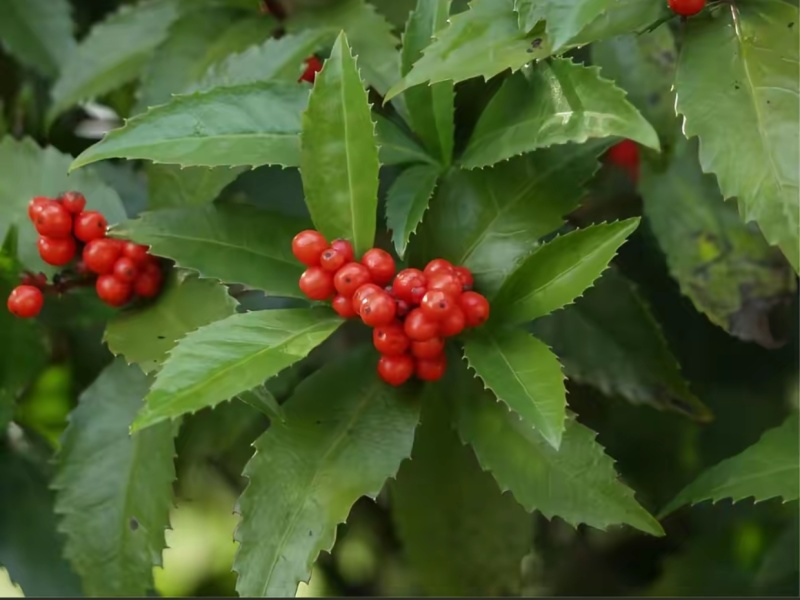 江西新余草珊瑚（山上野生的，干湿都有）