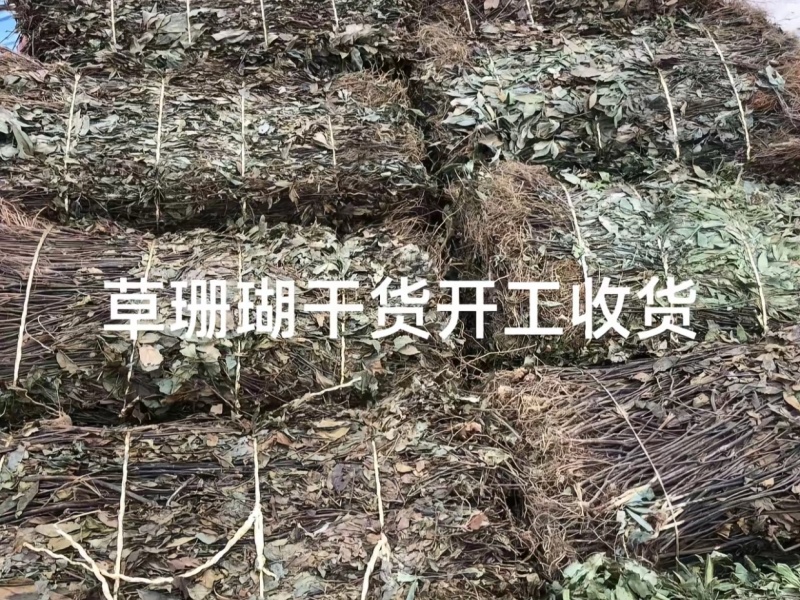 江西新余草珊瑚（山上野生的，干湿都有）