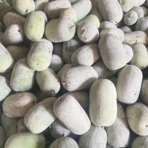 【推荐】河南地冬瓜，水果冬瓜大量上市货源充足保质保量