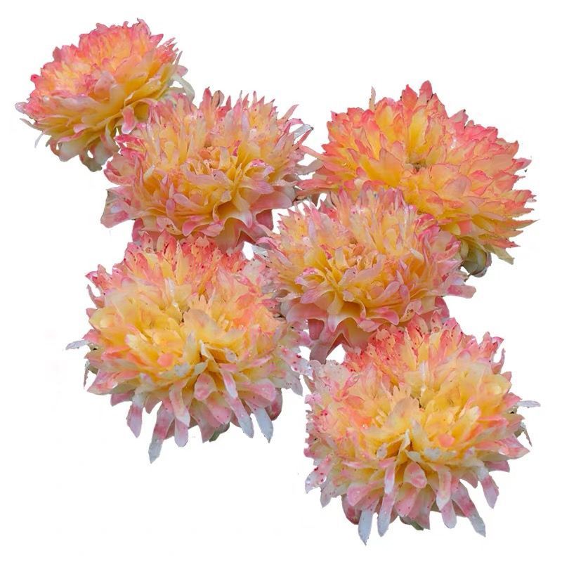 新品烟花波浪烟火褶裙月季花苗阳台淡香多季节开