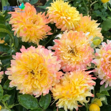 新品烟花波浪烟火褶裙月季花苗阳台淡香多季节开