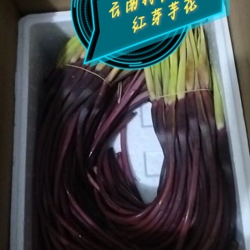 大量红芋头花上市中