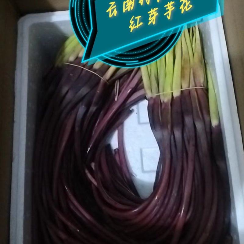大量红芋头花上市中