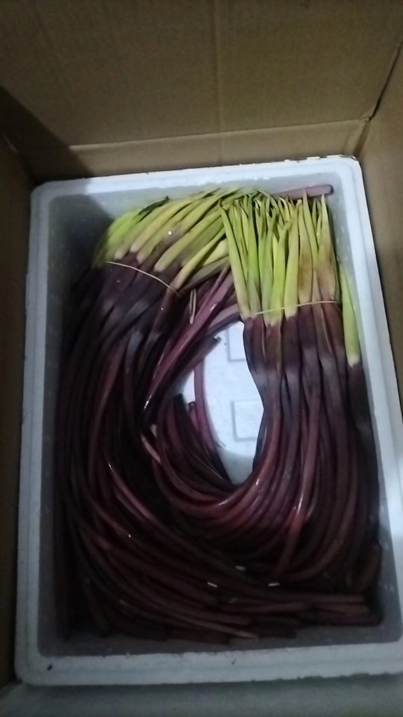 大量红芋头花上市中