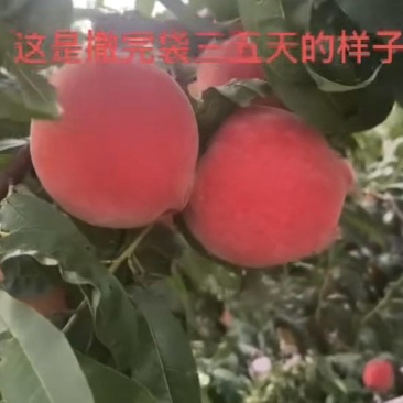 绿化九桃，产地直供保质保量量大从优价格优惠欢迎看货