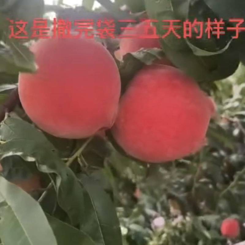 绿化九桃，产地直供保质保量量大从优价格优惠欢迎看货