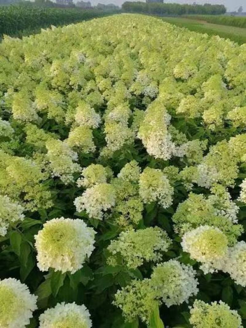 木绣球（圆锥绣球）一年苗30公分左右以上到50公分高