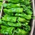 【实力供货】精品芜湖椒芜湖椒日供货万吨品质保证