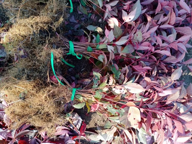 密枝红叶李