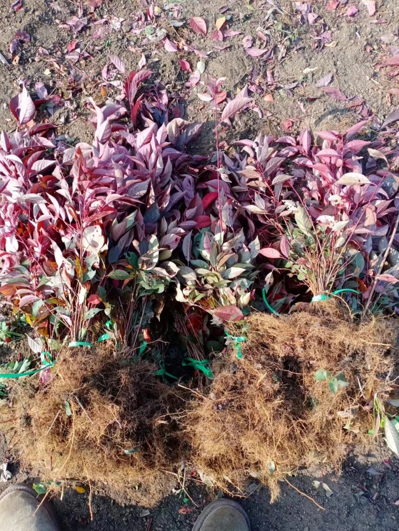 密枝红叶李