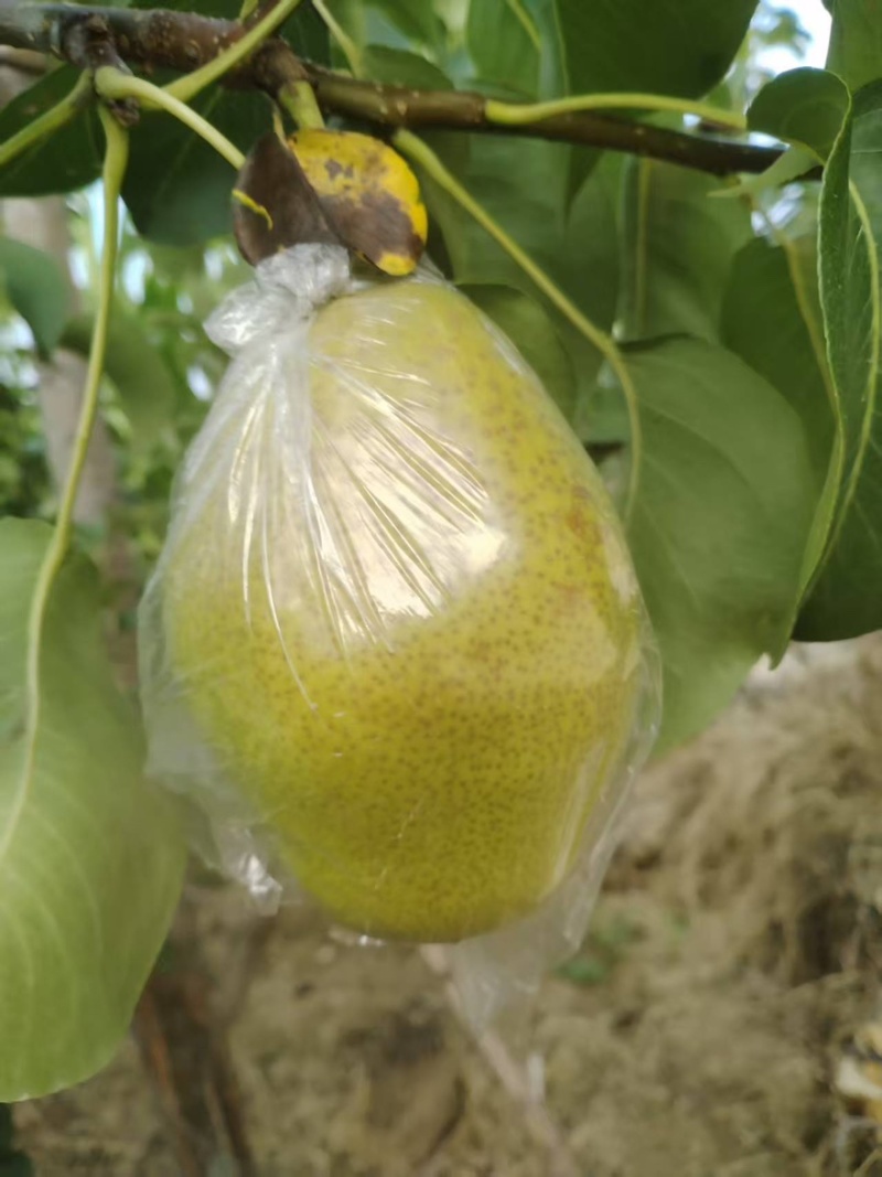 【热卖推荐】河南三门峡红香酥梨产地直销量大从优可对接商超