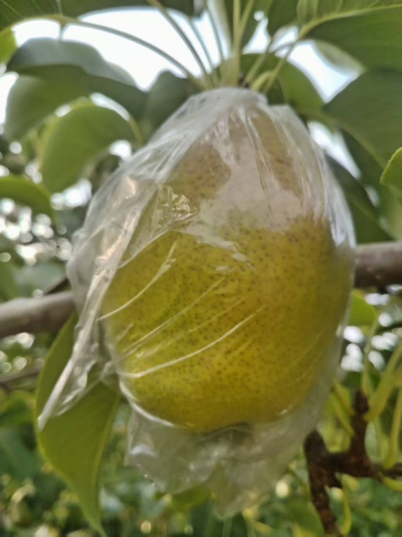 【热卖推荐】河南三门峡红香酥梨产地直销量大从优可对接商超