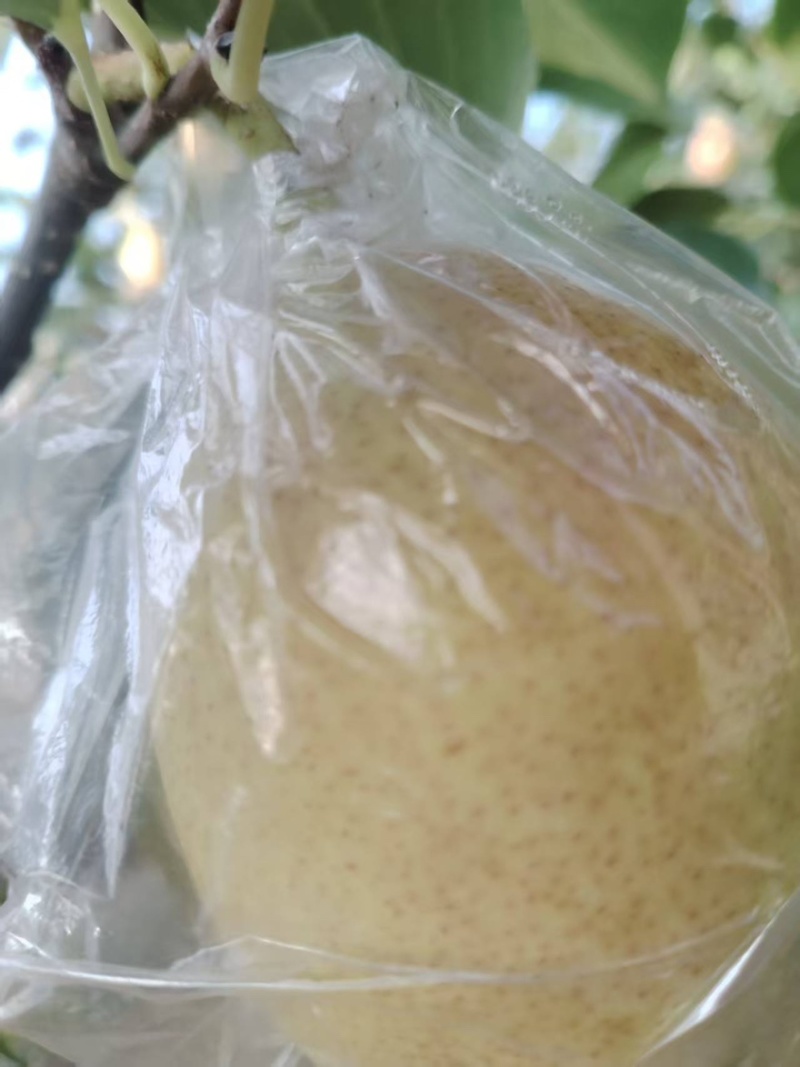 【热卖推荐】河南三门峡红香酥梨产地直销量大从优可对接商超