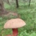 野生牛肝菌