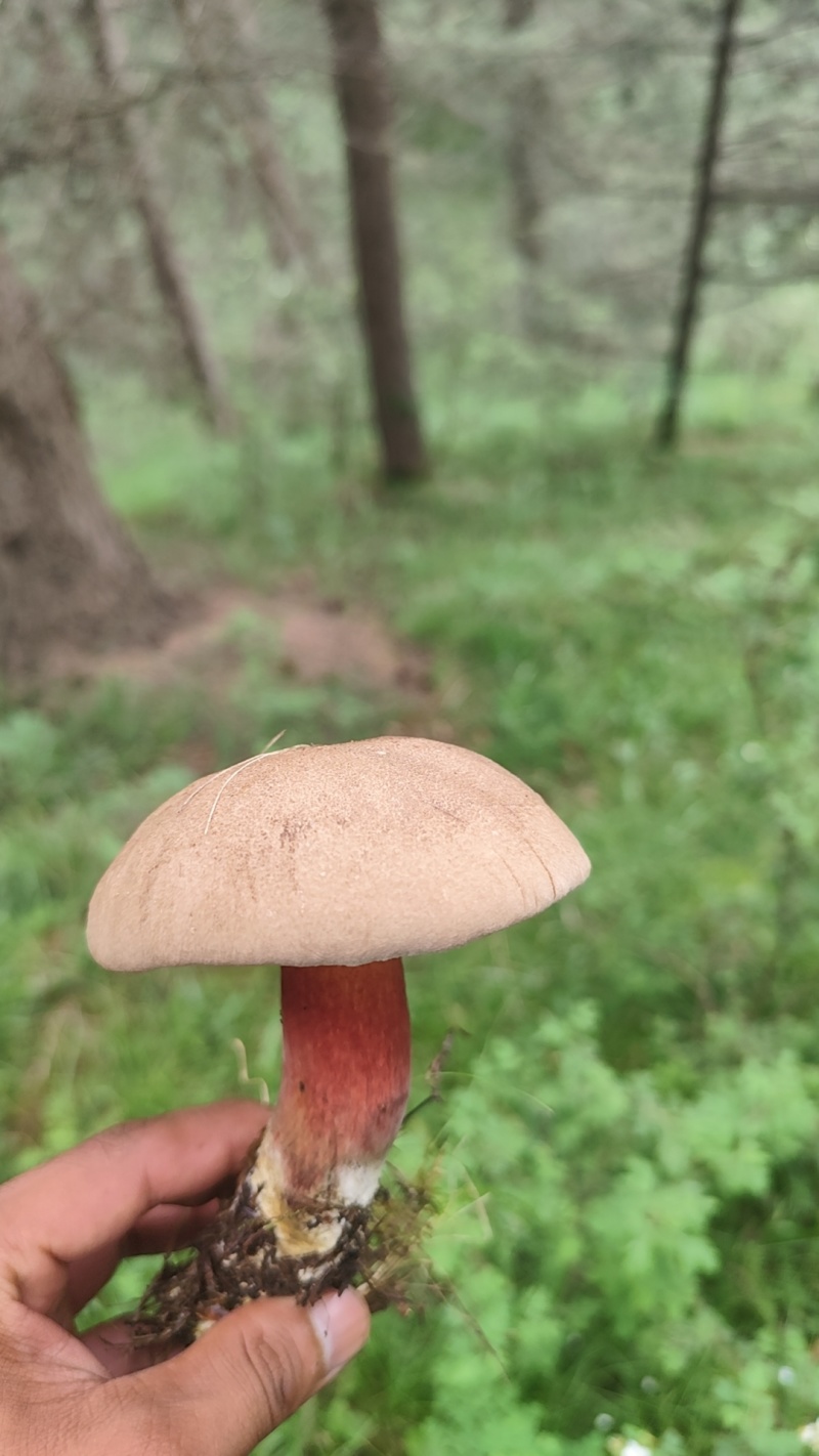 野生牛肝菌