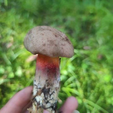 野生牛肝菌