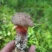 野生牛肝菌