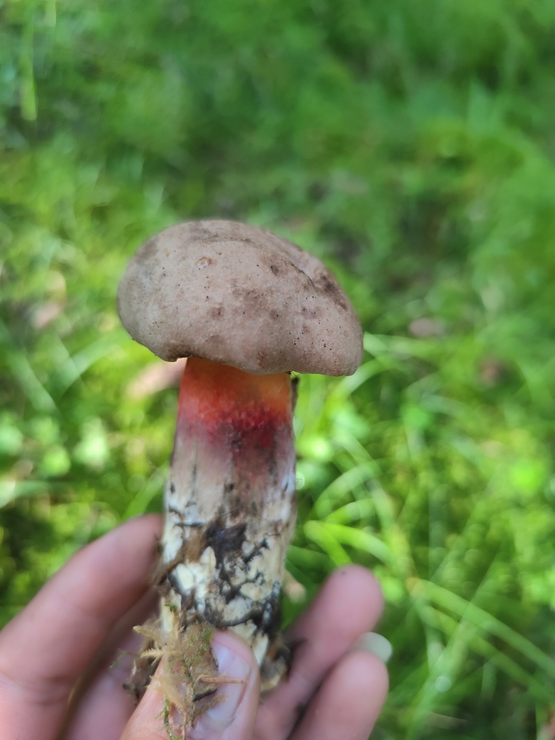 野生牛肝菌
