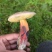 野生牛肝菌