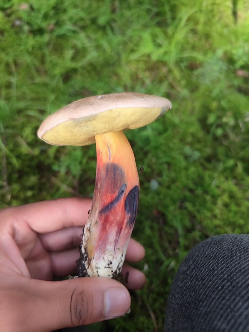 野生牛肝菌