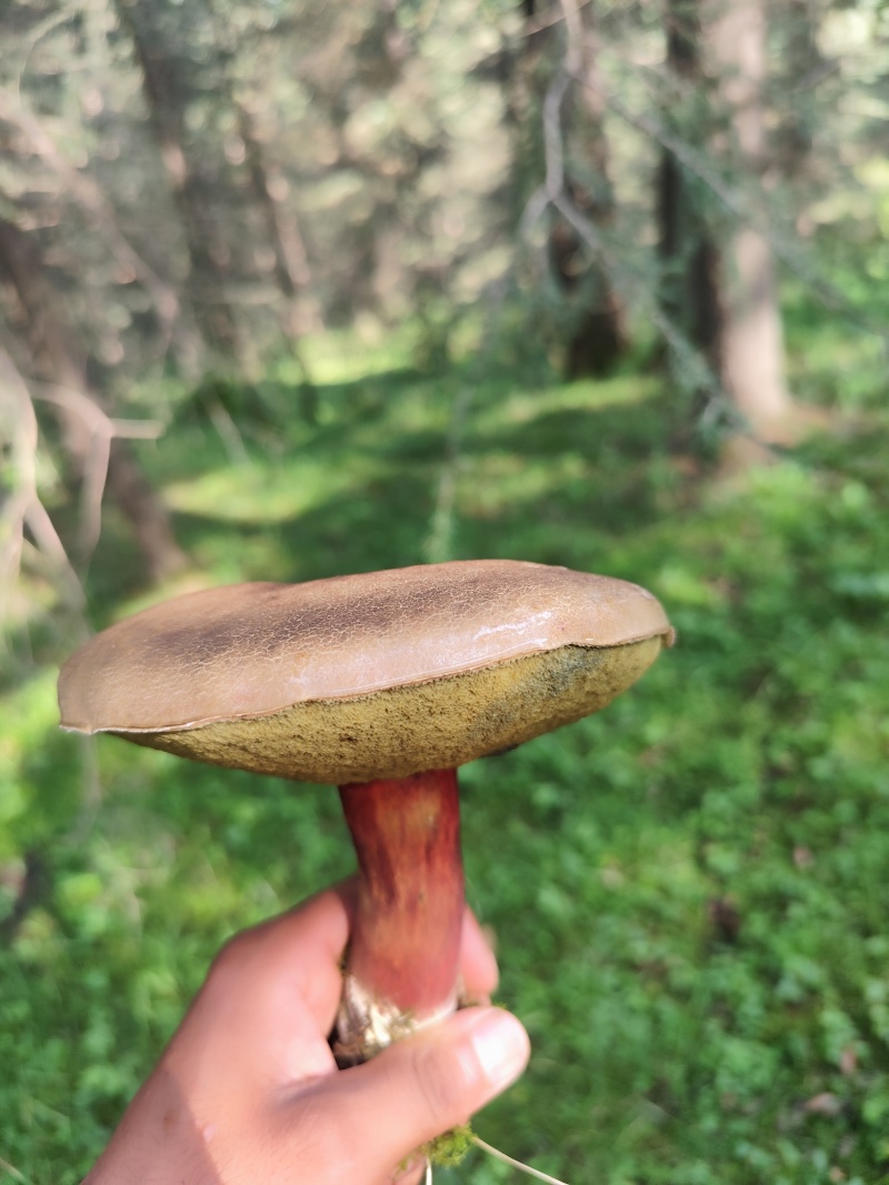 野生牛肝菌