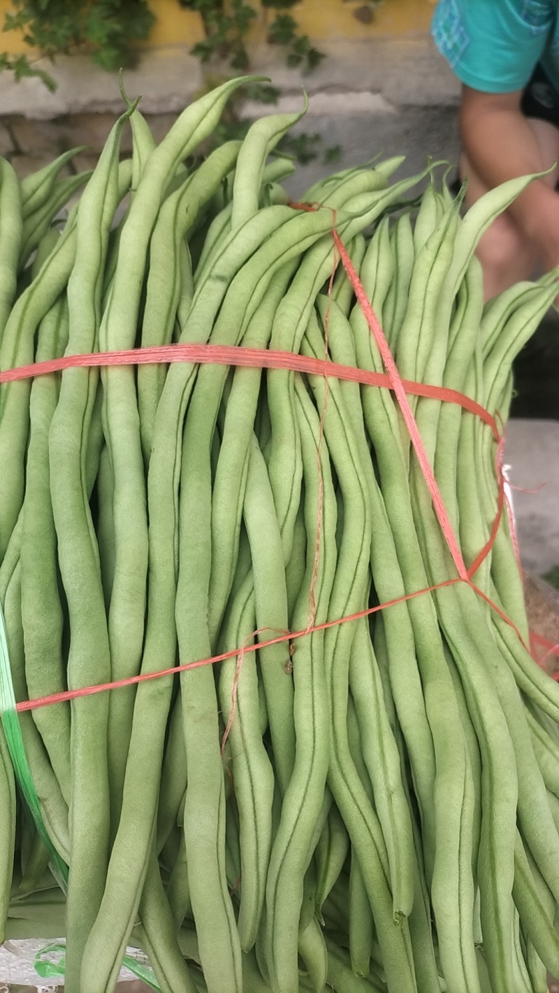 精品高山豆王各种蔬菜都有，需要可以联系我，样样都是精品