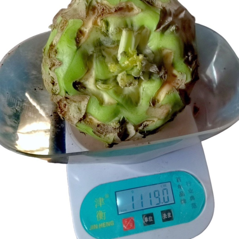 登封狮子头芥菜地理标志产品
