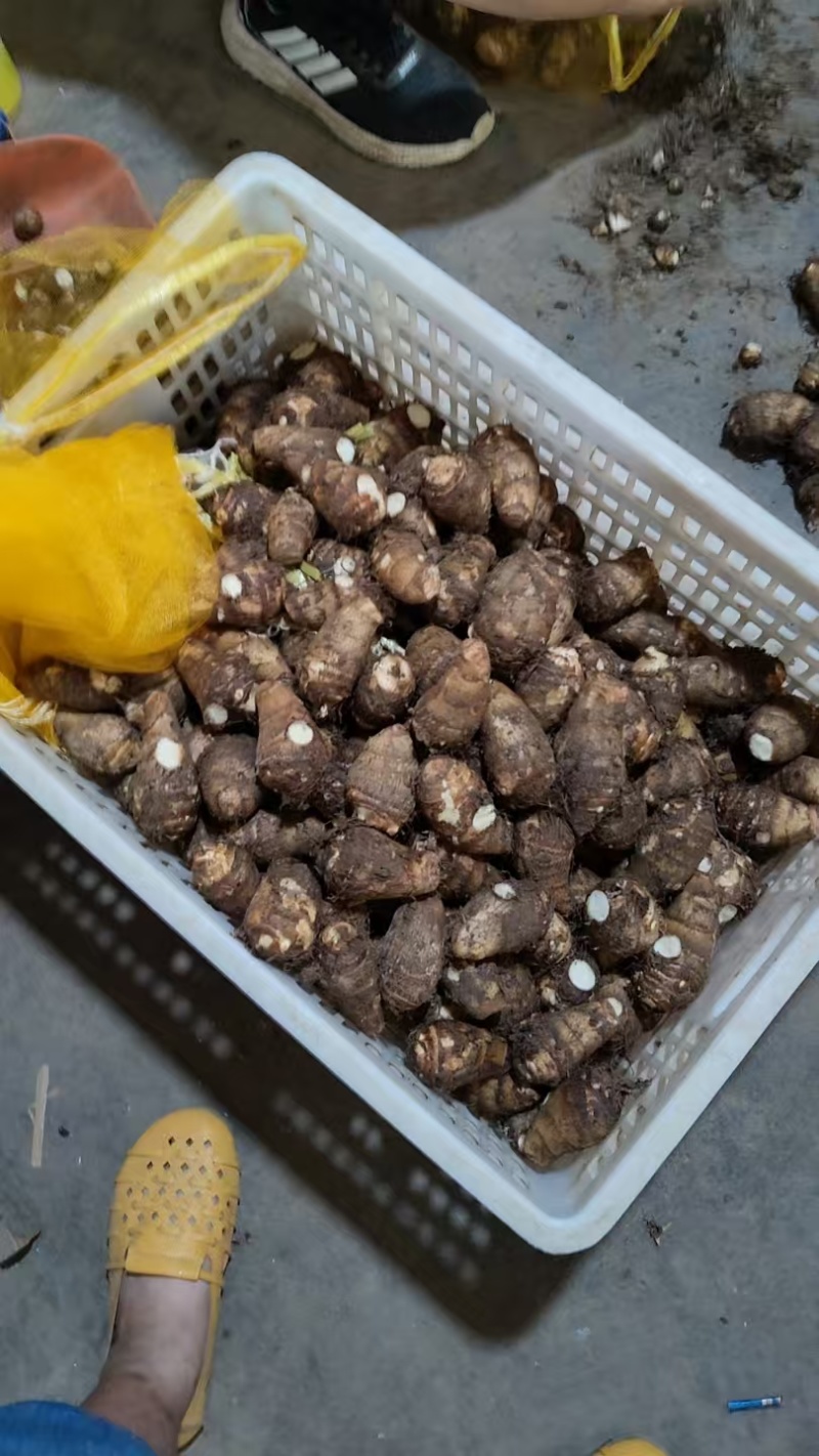 优质毛芋头大量出售价格便宜，货源充足随到随装，一件代发