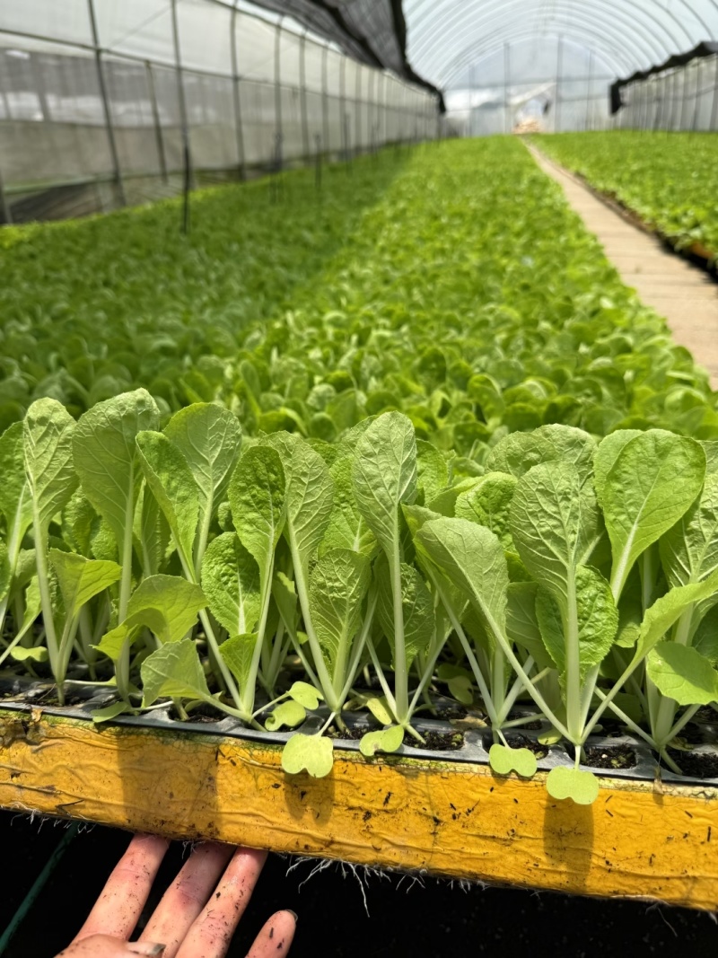 黄心大白菜苗保质保量死苗补发